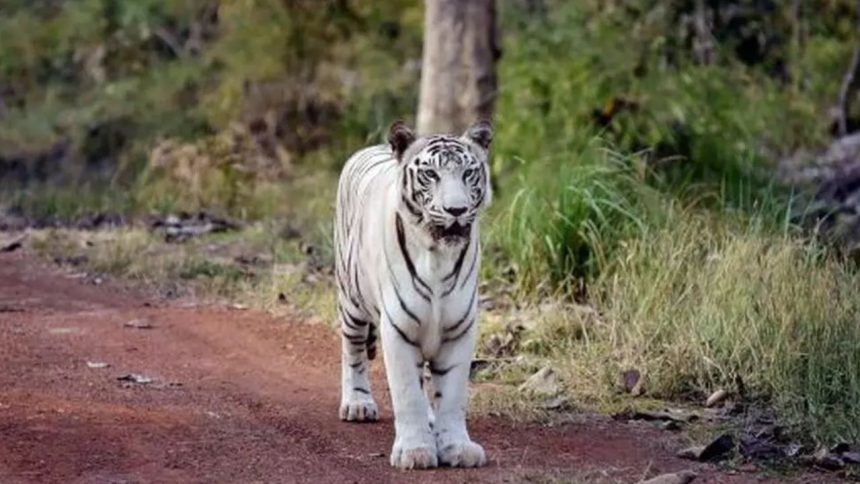 Central Zoo Authority gives nod for white tiger breeding centre in MP’s Rewa