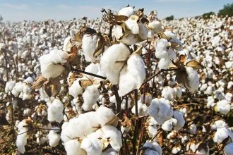 Budget 2025-26: Rs 5,272 crore outlay for textiles, five-year Cotton Mission announced