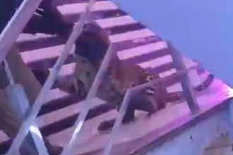 Leopard crashes wedding in Lucknow, rescued after 200-minute operation | Video