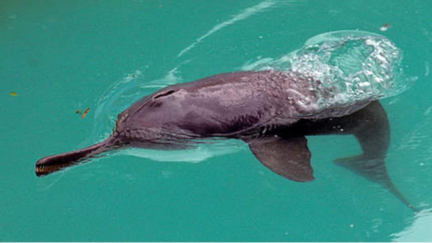 Uttarakhand: WWI Dehradun estimates 6,327 river Dolphins in India, surveyed 28 rivers