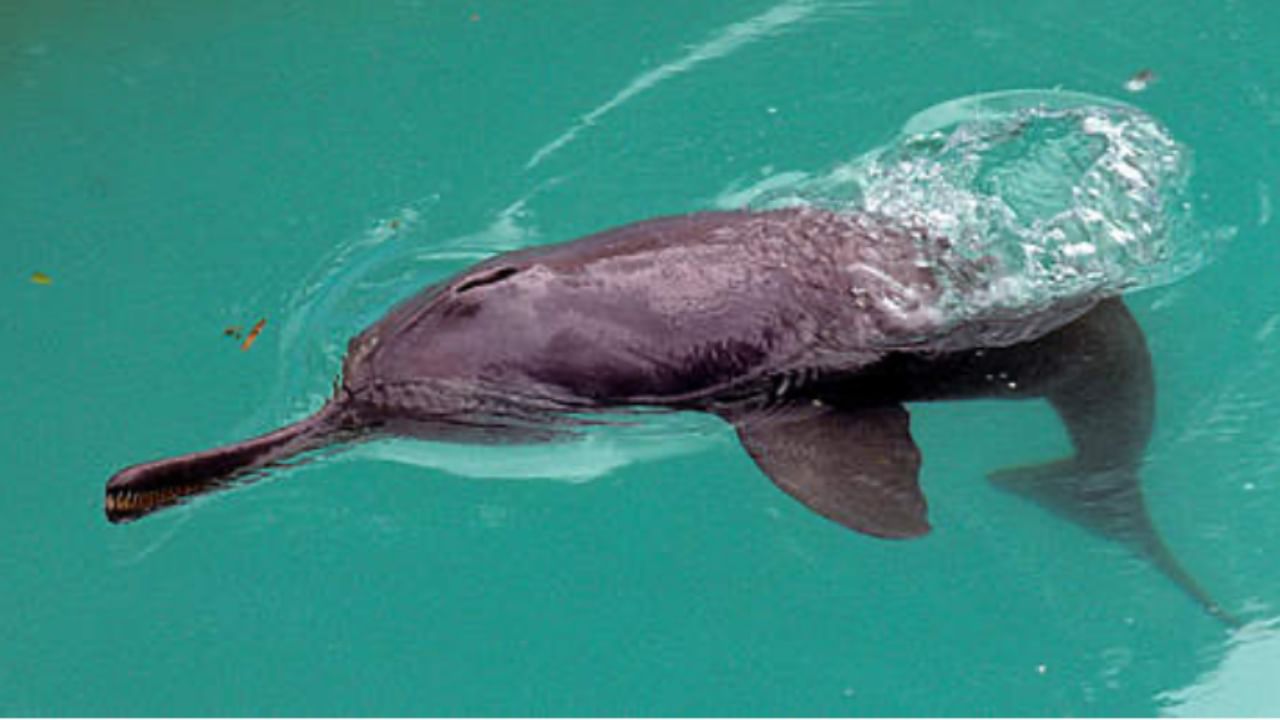 Uttarakhand: WWI Dehradun estimates 6,327 river Dolphins in India, surveyed 28 rivers Uttarakhand: WWI Dehradun estimates 6,327 river Dolphins in India, surveyed 28 rivers