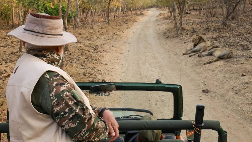 In Pics| PM Modi goes on lion safari in Gujarat on World Wildlife Day