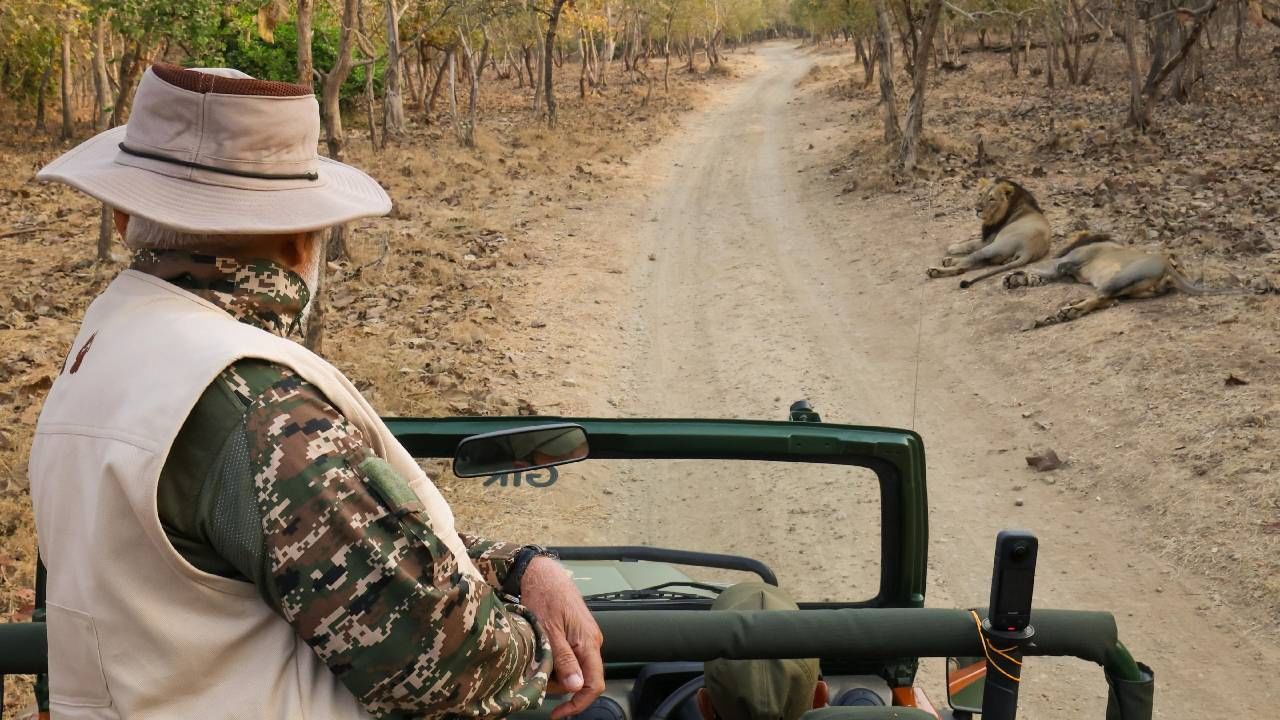 In Pics| PM Modi goes on lion safari in Gujarat on World Wildlife Day