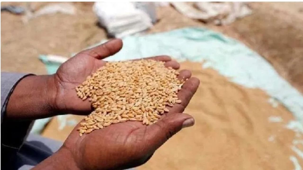 Narendra Modi Government ensures no fertilizer shortages for farmers nationwide in the 2024-25 Rabi season Narendra Modi Government ensures no fertilizer shortages for farmers nationwide in the 2024-25 Rabi season