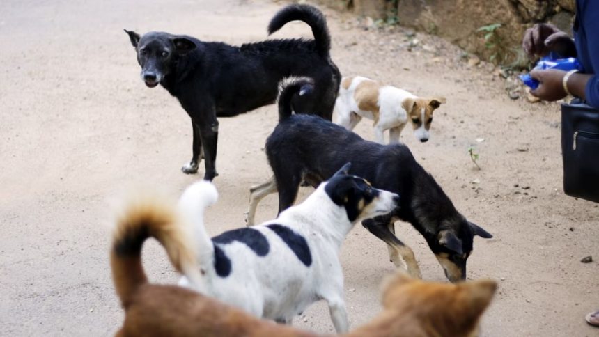 Palghar dog biting spree: Two women attacked by stray dog in Maharashtra- WATCH