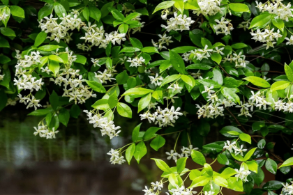 Jasmine packed with antioxidants, helps fight major diseases: Patanjali research