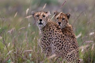 Cheetah Nirva gives birth to five cubs at Kuno National Park