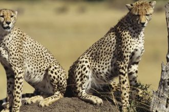 Eight cheetahs to be brought to India from Botswana; first four to arrive in May