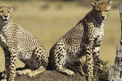 Eight cheetahs to be brought to India from Botswana; first four to arrive in May