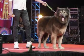 ‘Rs 50cr wolfdog that never existed’: How an ED raid exposed Bengaluru dog breeder’s tall claims