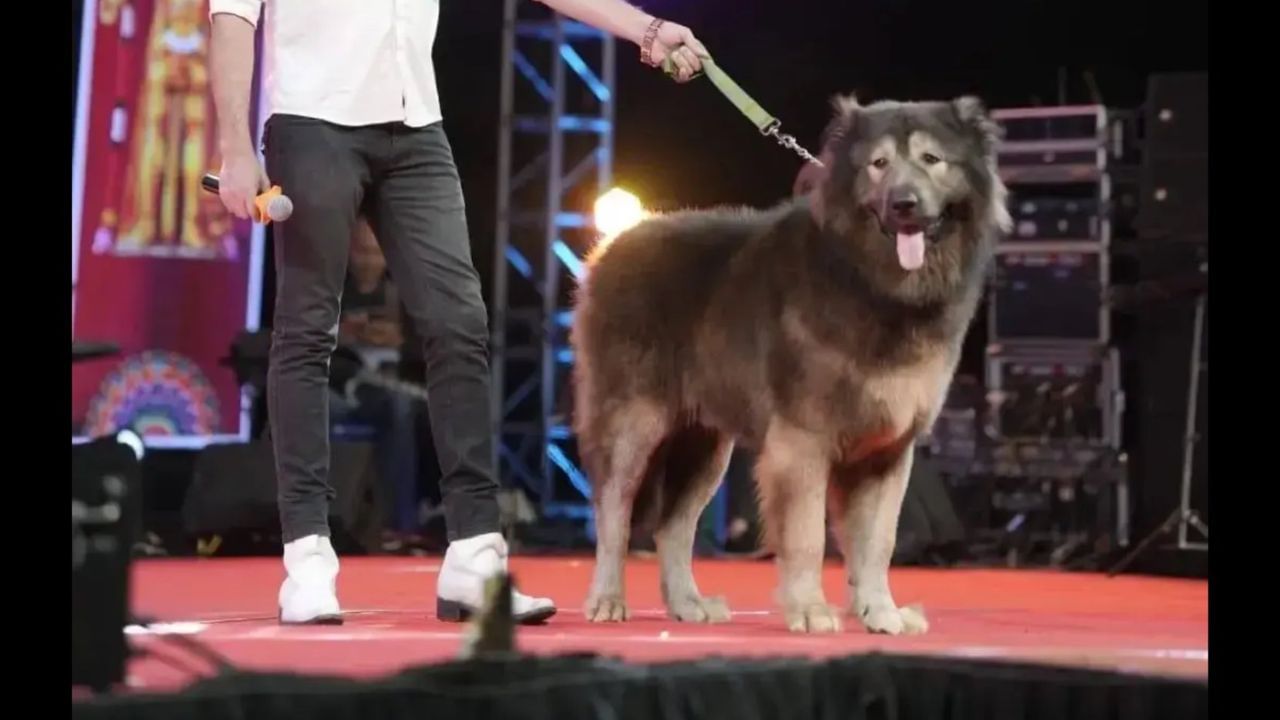 ‘Rs 50cr wolfdog that never existed’: How an ED raid exposed Bengaluru dog breeder’s tall claims