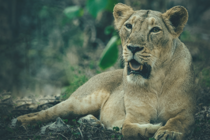 Asiatic lion population in Gujarat up from 674 to 891 in 5 years: Census