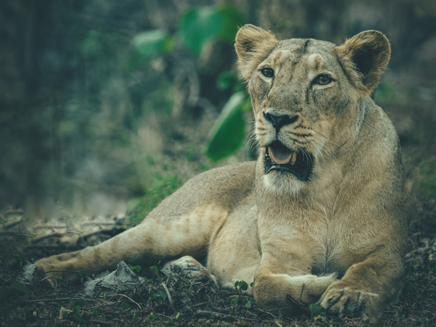 Asiatic lion population in Gujarat up from 674 to 891 in 5 years: Census