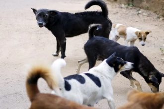 Child critically injured after stray dogs attack him in Maharashtra village, locals call for swift action