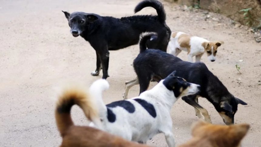 Child critically injured after stray dogs attack him in Maharashtra village, locals call for swift action