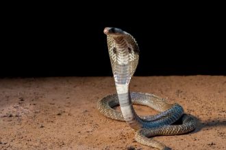 Madhya Pradesh: Persons alive or fictitious shown as ‘dead from snakebite’, Rs 11 crore compensation paid