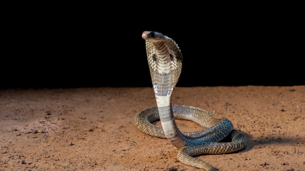 Madhya Pradesh: Persons alive or fictitious shown as ‘dead from snakebite’, Rs 11 crore compensation paid Madhya Pradesh: Persons alive or fictitious shown as ‘dead from snakebite’, Rs 11 crore compensation paid