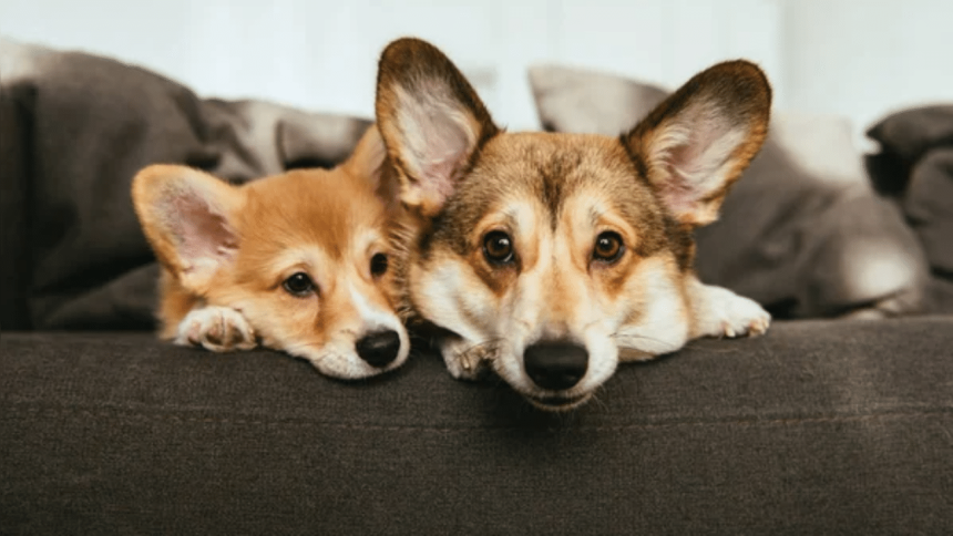 Ahmedabad Municipal Corporation mulling to introduce new rules to regulate ownership of pet dogs