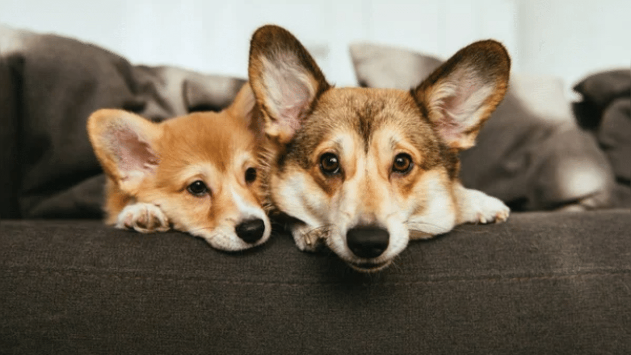 Ahmedabad Municipal Corporation mulling to introduce new rules to regulate ownership of pet dogs