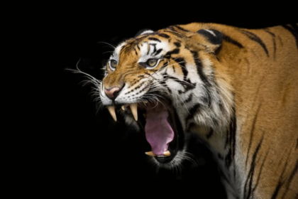 People living in fear as presence of tigers and leopards sends terror waves in Uttar Pradesh’s Bijnor