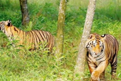 Dehradun’s Wildlife Institute to study overcrowding in Corbett Tiger Reserve, forcing tiger migration to mountains