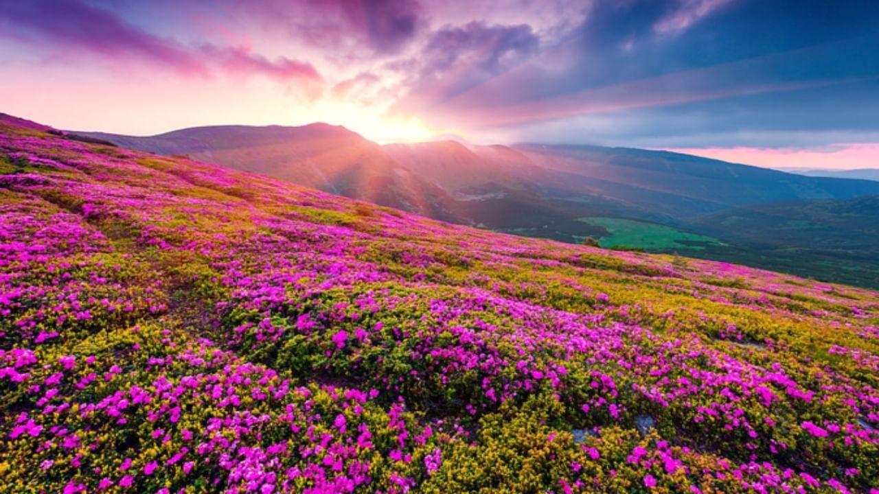 Valley of Flowers in Uttarakhand set to open on June 1; repairs underway, online booking starts first time 