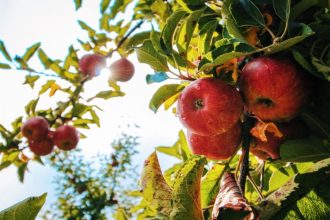 After call to boycott apples from Turkiye, Pune trader says he got threat voice note from Pak