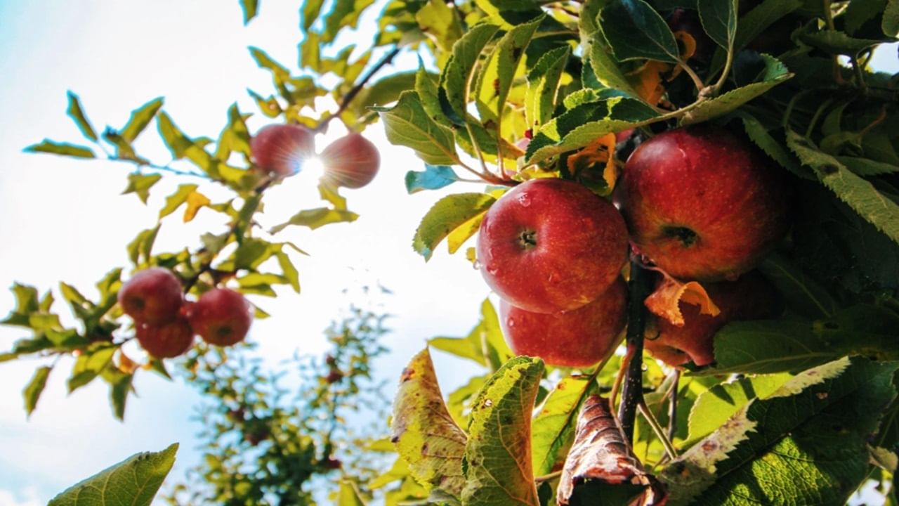 After call to boycott apples from Turkiye, Pune trader says he got threat voice note from Pak After call to boycott apples from Turkiye, Pune trader says he got threat voice note from Pak