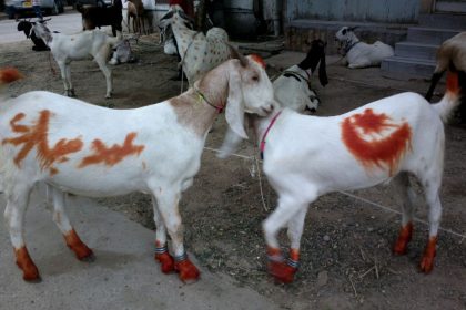 ‘Avoid sacrifice of banned animals, slaughter images on social media’: Bakra Eid guidelines from Islamic scholars
