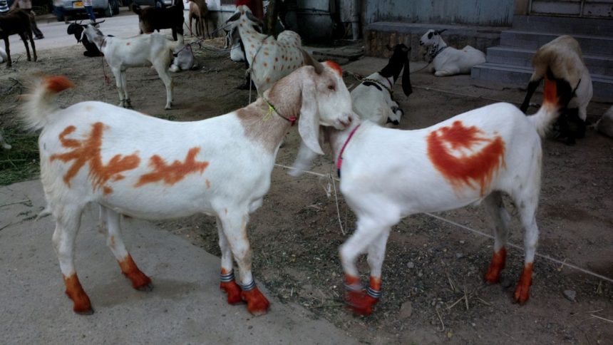 ‘Avoid sacrifice of banned animals, slaughter images on social media’: Bakra Eid guidelines from Islamic scholars
