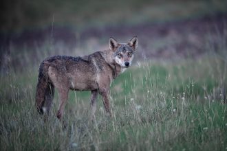 Back from the wild: Rare grey wolf sighting stuns Delhi after 80 years