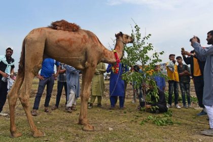Seven camels meant for ‘sacrifice’ on Eid al-Adha rescued in Kashmir
