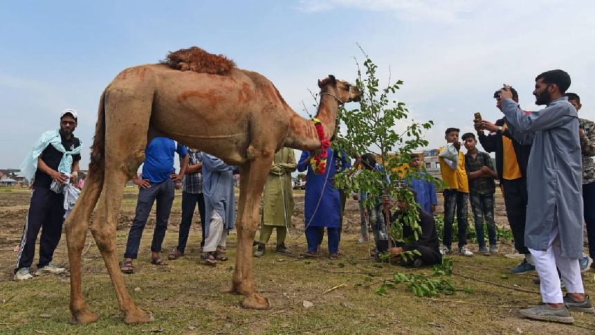Seven camels meant for ‘sacrifice’ on Eid al-Adha rescued in Kashmir 1 Seven camels meant for ‘sacrifice’ on Eid al-Adha rescued in Kashmir