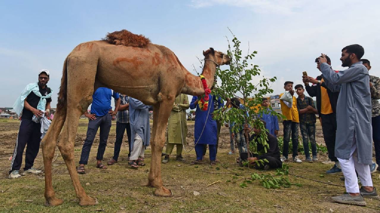Seven camels meant for ‘sacrifice’ on Eid al-Adha rescued in Kashmir Seven camels meant for ‘sacrifice’ on Eid al-Adha rescued in Kashmir