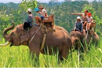 Elephant safari likely to resume in Corbett and Rajaji Reserves next season; forest department awaits final clearance