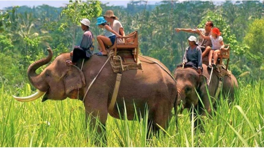 Elephant safari likely to resume in Corbett and Rajaji Reserves next season; forest department awaits final clearance