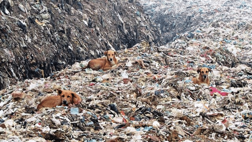 ‘I’m actually going to vomit’: Australian travel vlogger makes viral video of Ghazipur’s ‘garbage mountain’