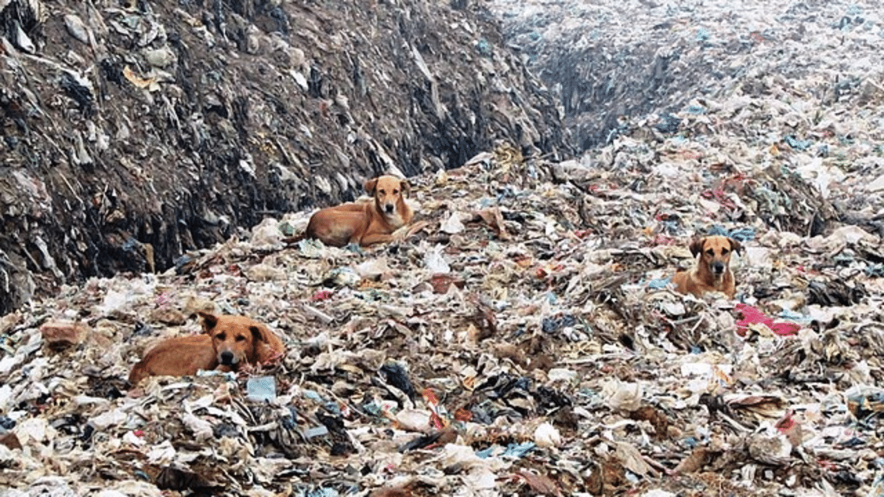 ‘I’m actually going to vomit’: Australian travel vlogger makes viral video of Ghazipur’s ‘garbage mountain’