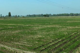 Madhya Pradesh: Upper caste men beat up Dalit family cultivating field, snatch seeds