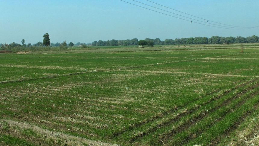 Madhya Pradesh: Upper caste men beat up Dalit family cultivating field, snatch seeds