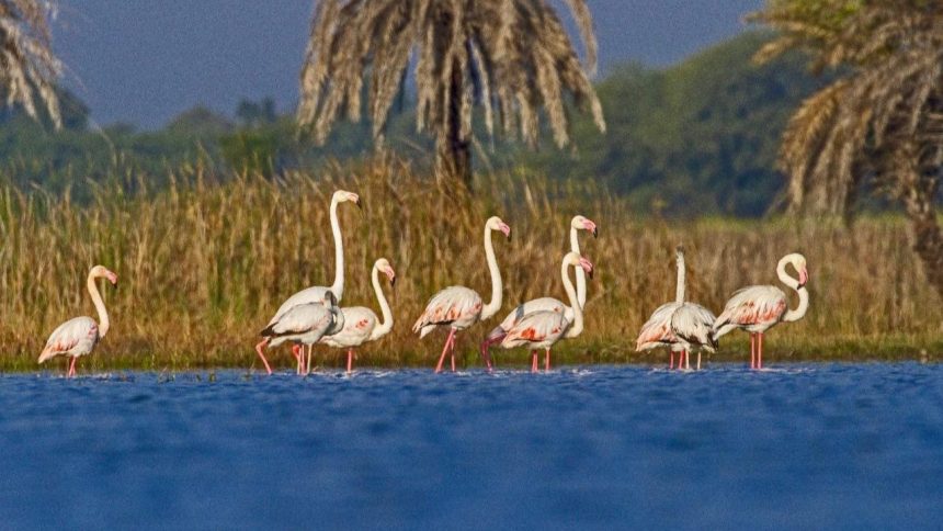 Two more Ramsar wetland sites in India, taking total to 91