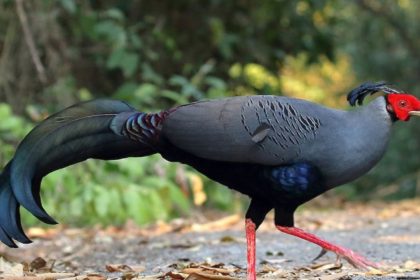 Thailand’s national bird, Siamese Fireback, spotted for first time in Uttarakhand’s Ranikhet, birdwatchers thrilled