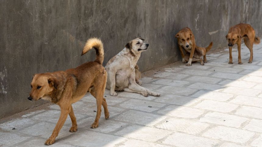 Bihar: 13-year-old mauled to death by dogs, attack exposed bones