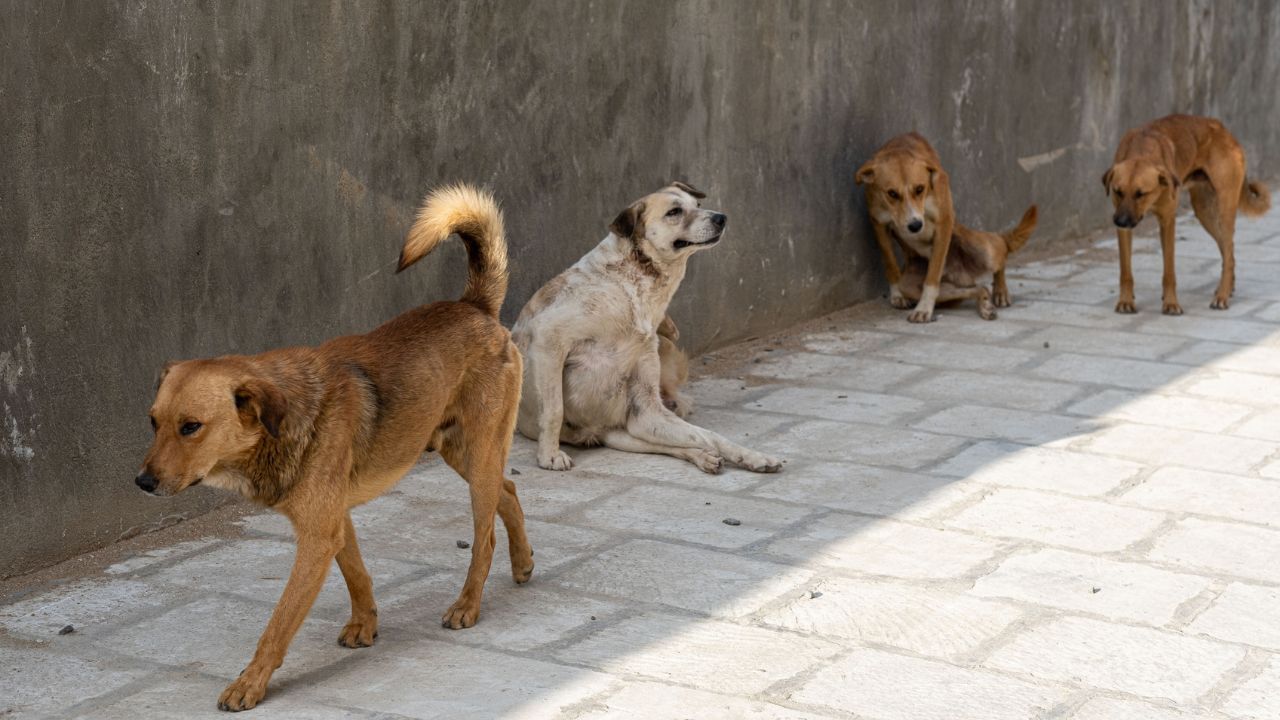 Amid protests, three-judge SC bench to hear stray dog case today Amid protests, three-judge SC bench to hear stray dog case today