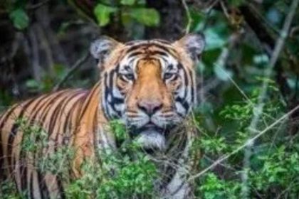 Karnataka: Tigress, 4 cubs die in wildlife sanctuary, poisoning suspected