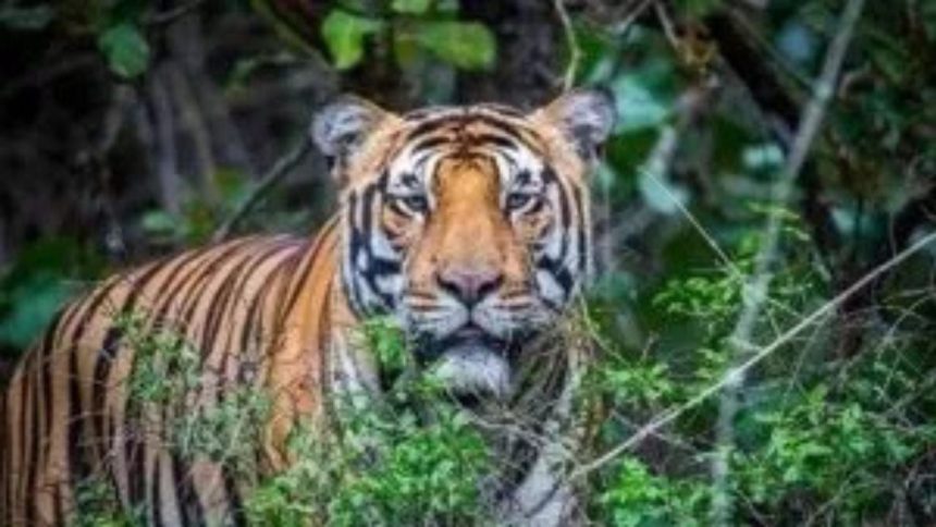 Karnataka: Tigress, 4 cubs die in wildlife sanctuary, poisoning suspected