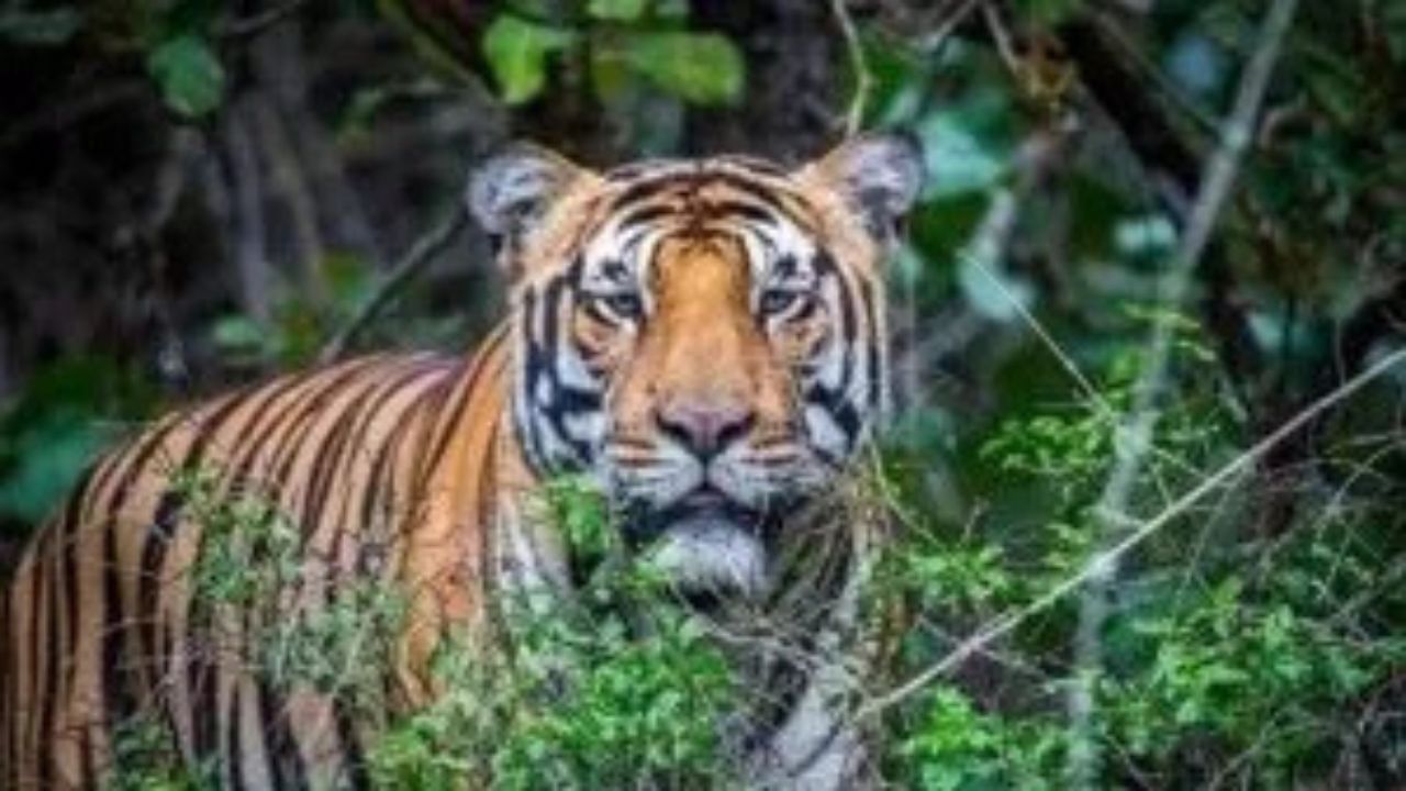 Karnataka: Tigress, 4 cubs die in wildlife sanctuary, poisoning suspected