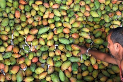 Totapuri mango ban sparks interstate trade war between Karnataka and Andhra Pradesh