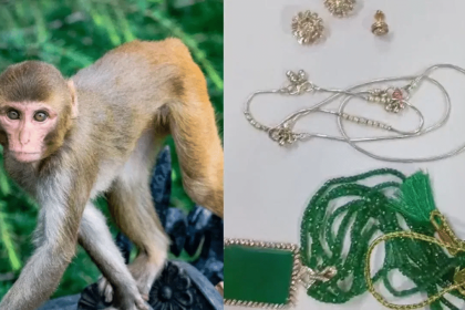 Vrindavan monkey ‘steals’ man’s bag with Rs 20 lakh jewellery, this is how police got it back