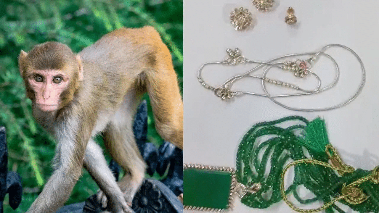 Vrindavan monkey ‘steals’ man’s bag with Rs 20 lakh jewellery, this is how police got it back
